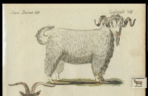 Hand Colored Antique Print of a Goat and Angora Goat, close-up 1