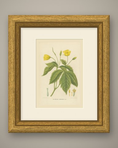 Chelidonium Japonicum, Yellow Flowered Poppy Chromolithograph, 1859, shown framed