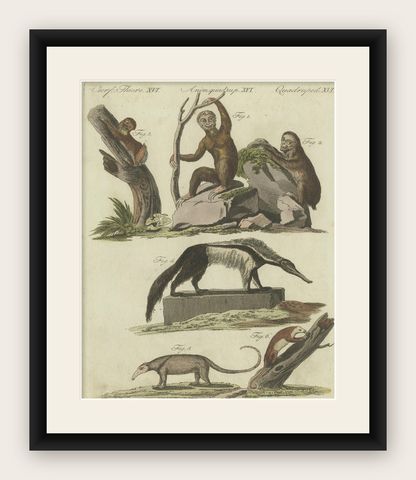 Antique Animal Print of Various Animals Incl a Sloth, Anteater, etc. circa 1800, shown framed