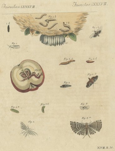 Fruit Moths with Caterpillar in a Cut Apple, Antique Bertuch Print, circa 1815