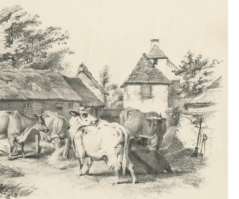 No. 7 Antique Print of Cattle by Cooper, view 4