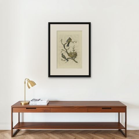 Antique Bird Print of the Great Tit Bird with Eggs by Sepp & Nozeman, 1789, shown framed on a wall