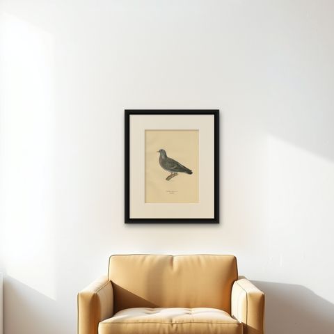Antique Bird Print of the Stock Dove by Von Wright, 1929, shown framed on a wall