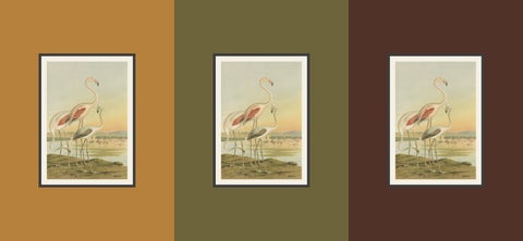 Antique Chromolithograph of Flamingos, Phoenicopterus roseus, c.1890, view 4