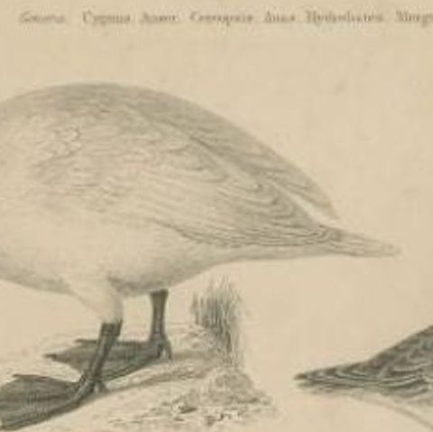Antique Print of the Wild Swan, Wild Goose and other Birds by Lowry, 1841, close-up 1