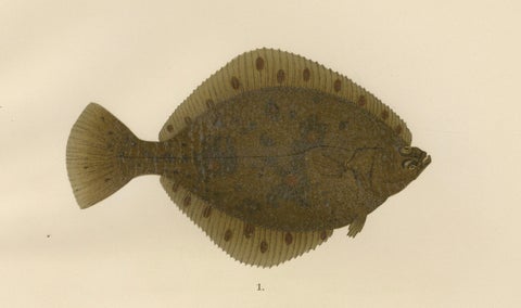 Flounder and Plaice - Vibrant Scandinavian Flatfish Lithograph, 1895, close-up 3