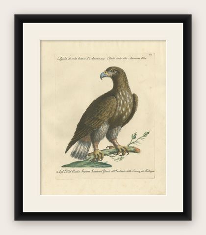 Antique Bird Print of a White-Tailed Eagle by Manetti, circa 1770, shown framed
