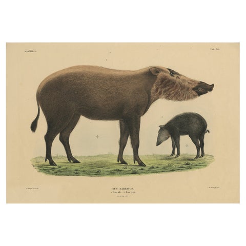 Rare Exotic Animal Print, Bornean Bearded Pig, Hand-Coloured, 1839