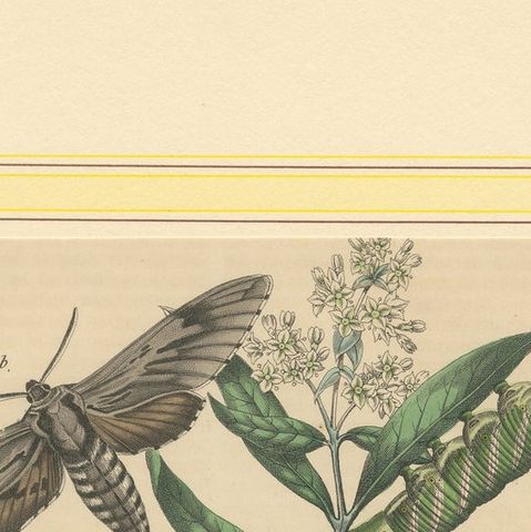 1863 Hand-Colored Lithograph of European Hawk Moths and Caterpillars, close-up 6