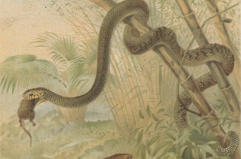 Rattlesnake and Cobras, Antique Reptile Natural History Print, c.1895, close-up 2