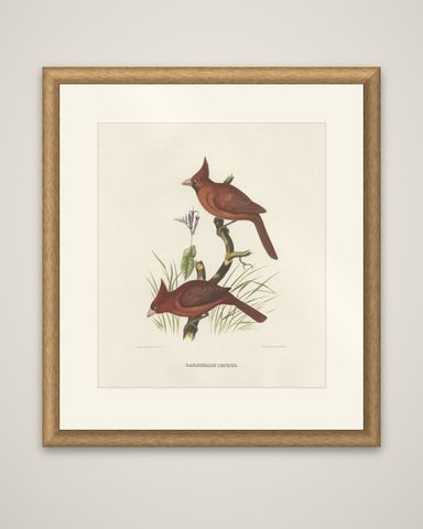 Large Old Hand-Colored Print of Northern Cardinals from Northern America, 1869, shown framed