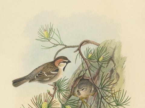 Antique Bird Print of the Saxaul Sparrow by Gould, circa 1850, view 3