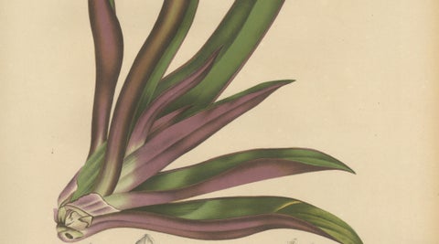 Original Antique Botanical Chromolithograph of Oyster Plant, c.1880, close-up 3