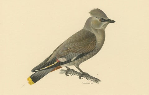 Ampelis Garrulus - Hand-colored Bohemian Waxwing Lithograph, 1927, close-up 3