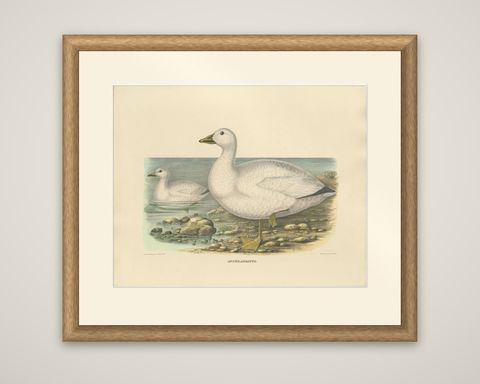 Original Rare Old Bird Print Depicting Cassin's Snow Goose 'Anser Albatus', 1869, shown framed