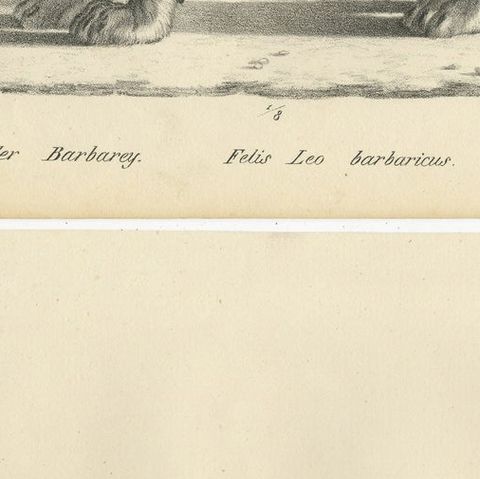 Set of 2 Antique Prints of a Barbary Lion and Lioness by Brodtmann, close-up 2