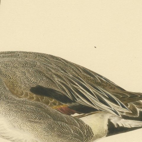 Sleek Elegance: The Northern Pintail by Magnus von Wright, Published in 1929, close-up 5