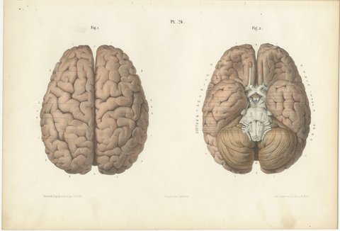 The Whole Brain from Above and Below, Antique Hirschfeld Anatomy Print, 1866, view 2
