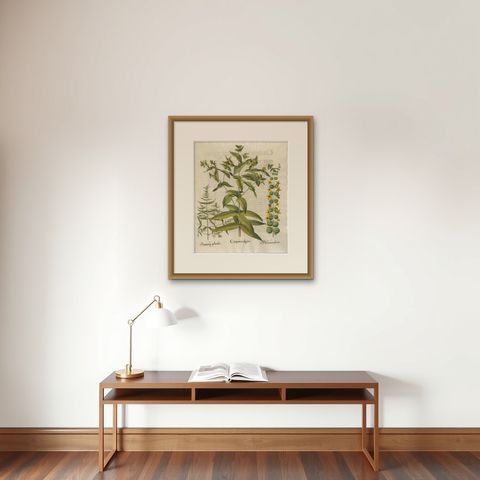 Basilius Besler Spurge, Glasswort & Pennywort Botanical Engraving, 1613, shown framed on a wall