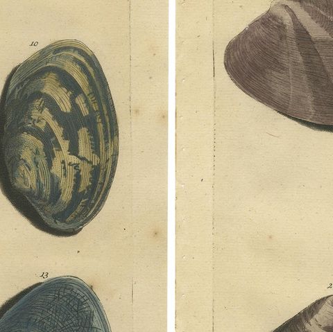 Set of 2 Colored Antique Prints of various Sea Shells and Molluscs, close-up 2