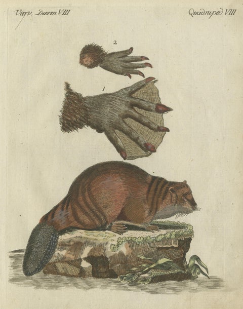 Patinca Rich Hand Colored Antique Print of a Beaver, Pubished in circa 1820, view 3