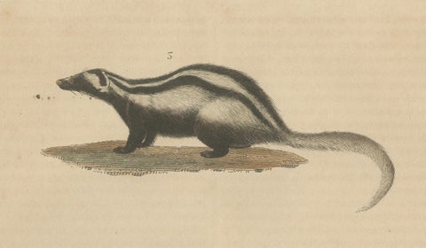 Carnivores of Field and Forest: Coati, European Badger and Striped Polecat, 1845, close-up 3