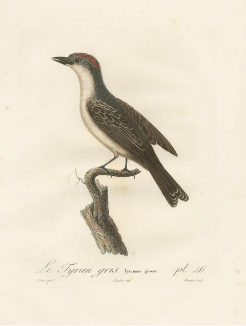 1807 Gray Kingbird Print - 'Le Tyran Gris' Antique Ornithological Illustration, view 3