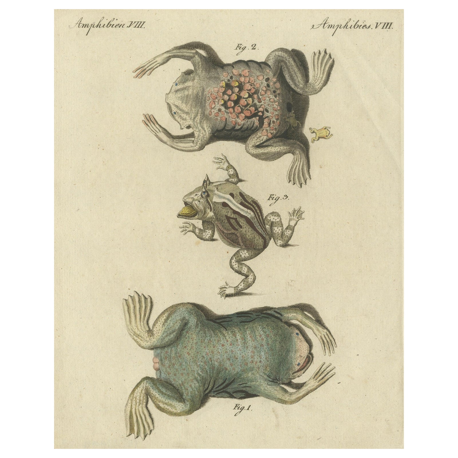 Antique Handcolored Engraving of Frogs and Amphibians, c.1800