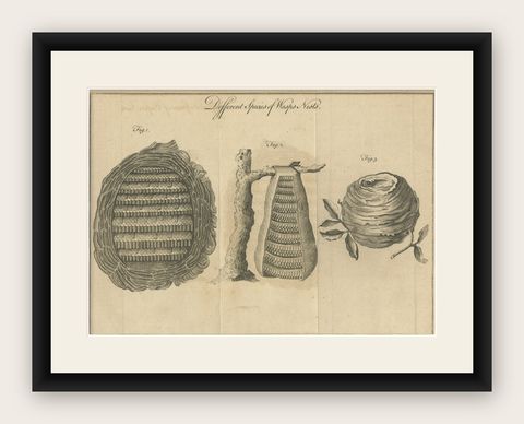 Original Antique Copper Engraving of Various Wasp Nests, Published circa 1780, shown framed
