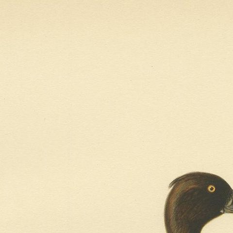 Female Tufted Duck, Swedish Bird Print after von Wright, 1929, close-up 1