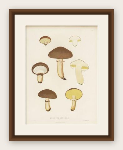 Antique Mycology Print of the Suillus Luteus, C.1860, shown framed