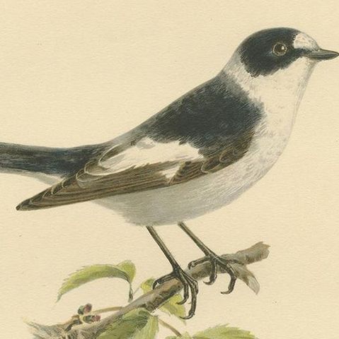Antique Bird Print of the White-Collared Flycatcher by Von Wright, 1927, close-up 1