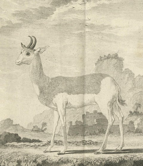 Pl. 36 Antique Print of an Antelope Species by Buffon, 1769, view 2