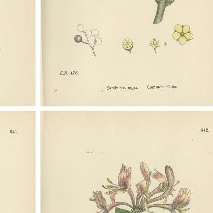 Set of 10 Antique Botanical Prints, English Botany 1902, British Wild Flowers, close-up 2