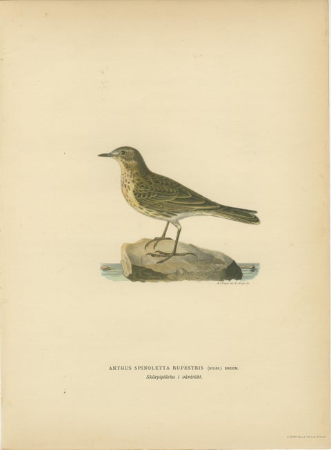 Minimalist Scandinavian Bird Lithographs, Nordic Alpine Pipit Study Pair, 1929, view 3
