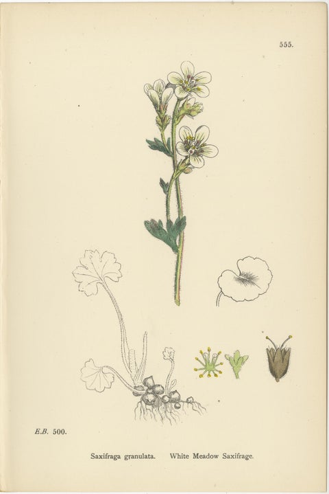 Hand-Colored Botanical Engravings of Alpine and Meadow Saxifrages, 1902, view 3