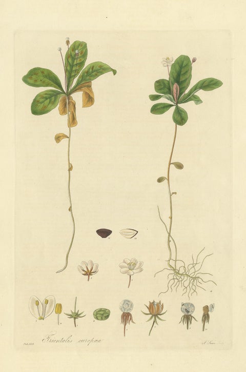 Antique Botany Print of Trientalis Europea by Curtis, 'circa 1817', view 2