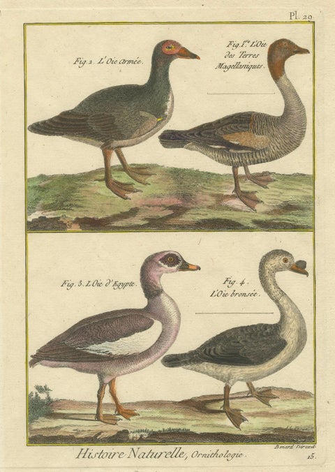 Hand-Colored Engraving of Goose Species from Histoire Naturelle, 1790, close-up 3