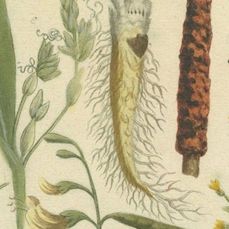 Botanical Splendor: Laburnum and Florae in 18th Century Etching, 1748, close-up 5