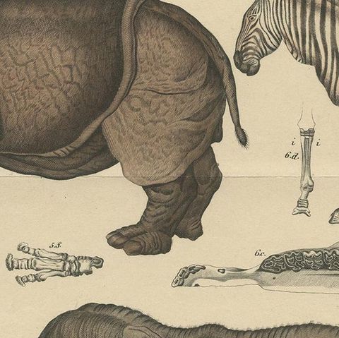 Antique Print of a Tapir, Hippo, Zebra, Elephant & Other Animals by Oken, '1840', close-up 2