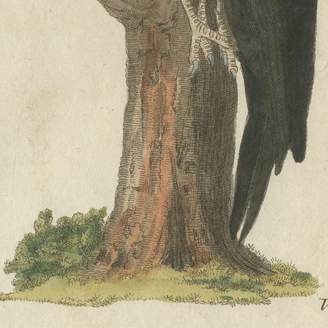 Black and Green Woodpeckers with Nuthatch, Antique Bertuch Print, circa 1805, close-up 4