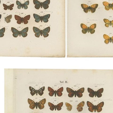 Set of 7 Antique Prints of Various Butterflies and Moths by Ramann 'circa 1870', close-up 2