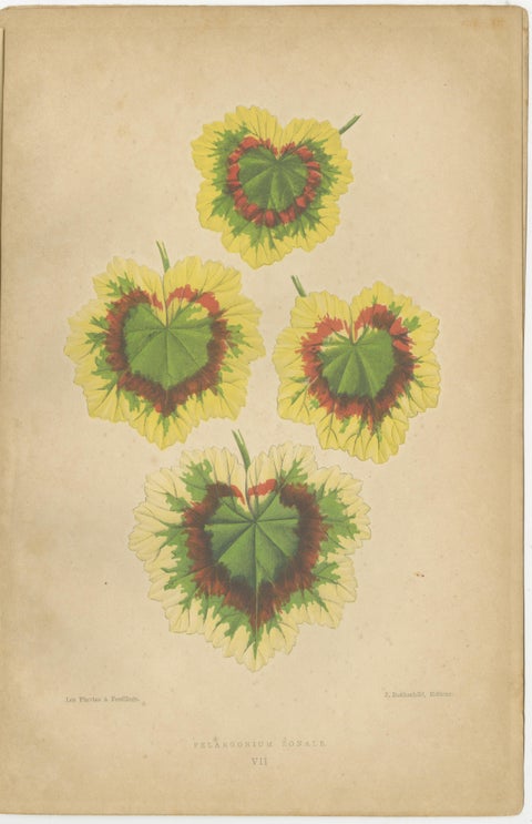 Contrasts in Nature: Pelargonium and Brassica - Botanical Art from 1880, view 2