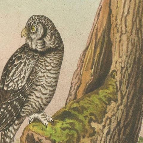 Raptor Chronicles: Antique Ornithological Print of the Northern Hawk-Owl, 1894, close-up 2
