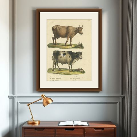 Antique Hand Colored Print of a European Bull and Cow, shown framed on a wall