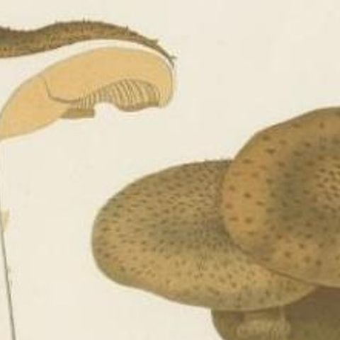 Antique Mycology Print of the Armillaria Mellea by Fries, c.1860, close-up 1