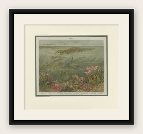 Antique Print of Various Algae by Meyer 'c.1895', shown framed