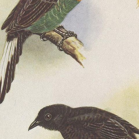 Antique Print of the Green-Breasted Sickle Bill Bird and Others '1950', close-up 2