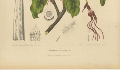 Original Antique Botanical Chromolithograph of Poison Arrow Vine, c.1880, close-up 4