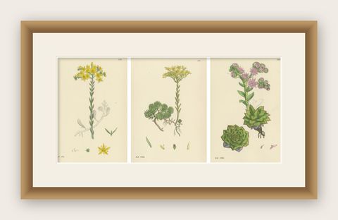 Botanical Engravings of Rock and Forster’s Stone-Crop with House-Leek, 1902, shown framed